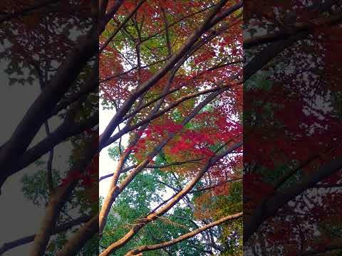 【癒し動画】熊本県玉名市   蛇ケ谷公園   紅葉🍁  #松山千春    #short