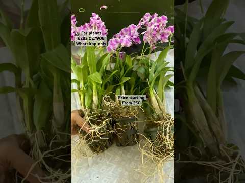 പൂക്കാലമൊരുക്കാൻ Yaya കഴിഞ്ഞേ ആളുള്ളൂ.. #orchid #orchidsale #orchidsellerkerala #yaya #gardening