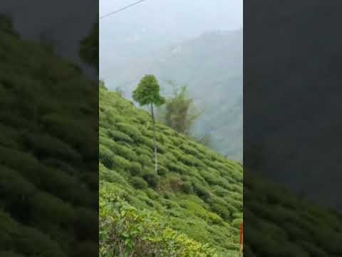 Assam tea garden