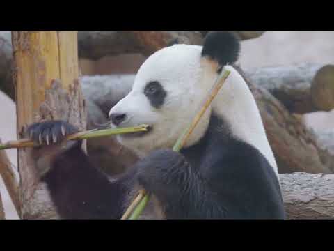 Panda Wonders: Exploring the Majesty of China's Treasured Icon | Fun Animal Facts (FAF)