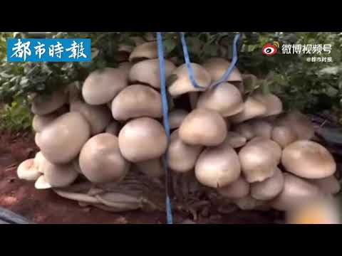 2021云南红河建水一蓝莓地一夜之间长出一大窝茶树菇 Tea Tree Mushrooms