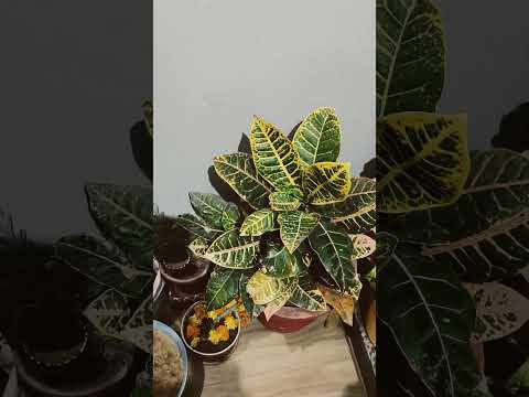 indoor plants  #plantcaretips #trendingshorts