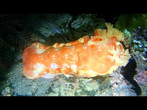 [ミカドウミウシ] 巨大なウミウシの名前の由来に驚いた! spanish dancer in amed bali