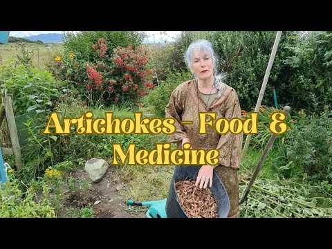 Artichokes - Food and Medicine