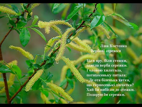 Ліна Костенко Вербові сережки  Вчимо вірш он-лайн з дітьми 3-4-х років