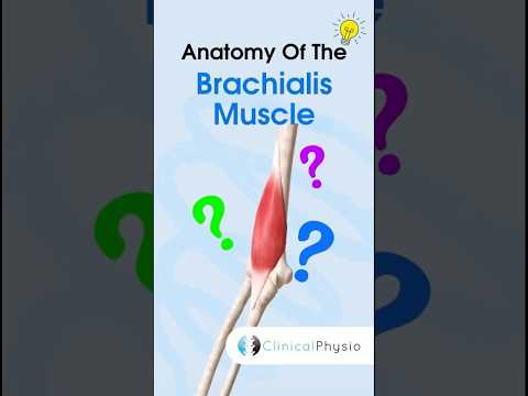 Brachialis Anatomy #anatomy #physiotharapy #physicaltherapy #brachialis