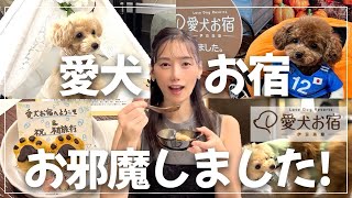 犬連れ必見！大人気の愛犬お宿が凄かった！