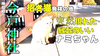 【開運】この動画にたどり着いた方、運気が上がります。最強の招き猫が降臨！【今戸神社#1】