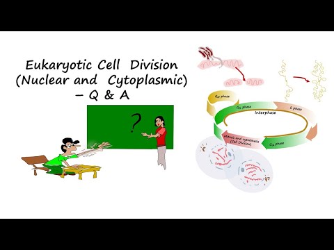 Eukaryotic Cell  Division (Nuclear and  Cytoplasmic) – Q and A