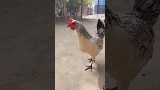 Hand feeding backyard chickens