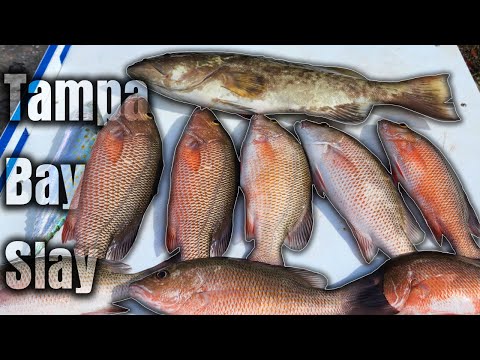 Tampa Bay Grouper & Snapper Fishing