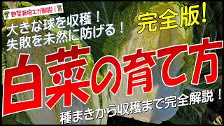 白菜の上手な育て方（種まきから収穫まで完全解説）ハクサイ栽培方法のコツとポイントが分かる！