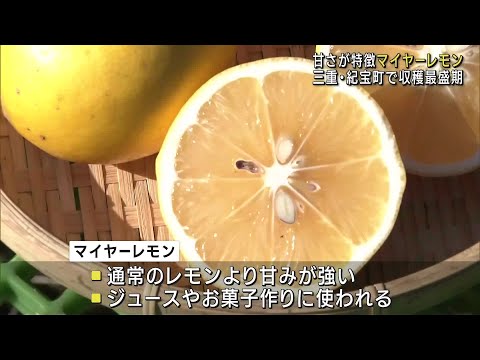 「マイヤーレモン」の収穫が最盛期　甘みが強いのが特徴　三重県紀宝町 (24/12/18 12:05)