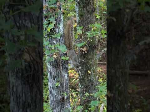 Fox squirrel encounter #shorts  #nature #outdooradventures #deerhunting