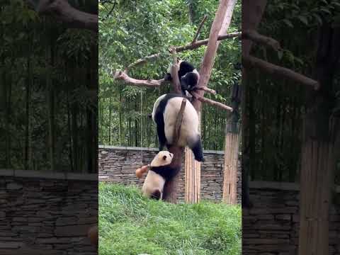 Mamá Panda y sus Panditas traviesos #humor