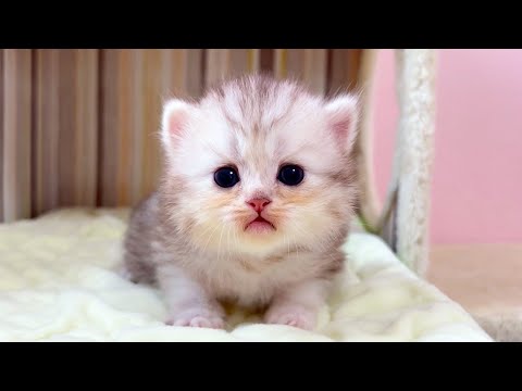 【マンチカンの子猫】ママを汚していく子猫達だが、気にせず遊んでる件 ～猫のいる生活Vol.1050～出産動画 マンチカン短足・ミヌエット・ペルシャ猫専門ブリーダー『ペット蔵人』【子猫の成長記録】