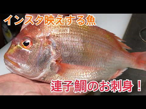 インスタ映えする魚、連子鯛のお刺身食べてみた。