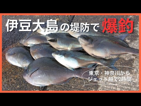 伊豆大島、堤防で尾長メジナがガンガン掛かる⁉︎