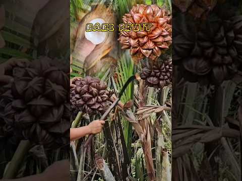 COASTAL FRUIT RARE NYPA PALM FRUIT #rare #shorts