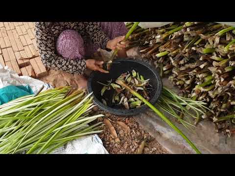 Water Hyacinth Hammock