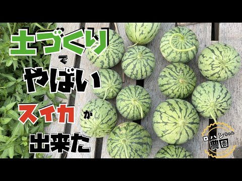 糖度１５度！激甘【スイカ】が簡単にできる土づくり！！◯◯をぶち込むだけでスイカが劇的に甘くなる？！【農家の家庭菜園】【有機】【マダーボール】【ピノガール】【姫甘泉ブラック】