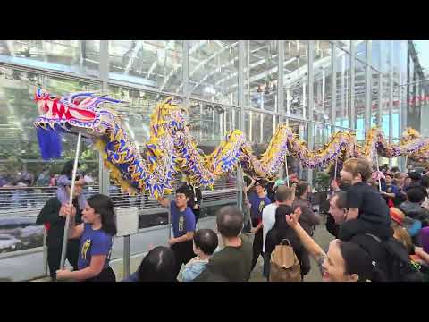 Cal VSA Lion Dance at the Academy of Sciences #liondance #calvsa #calacademyofsciences