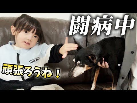 何も食べなくなってしまった闘病中の犬に会いに来たらちょっとした奇跡が起こりました