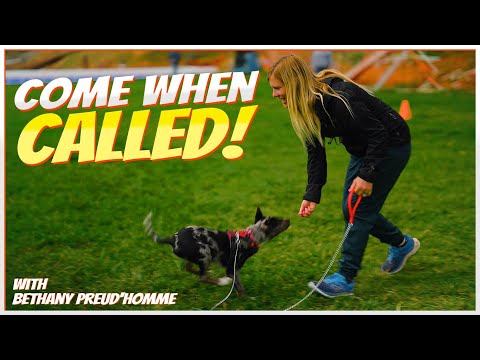 Teaching Your Puppy the 'Come When Called' Command