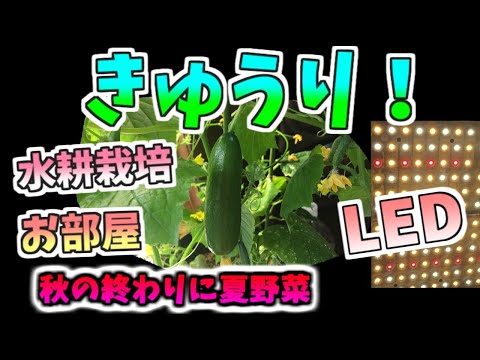 お部屋できゅうり作っときました！LED＆水耕栽培