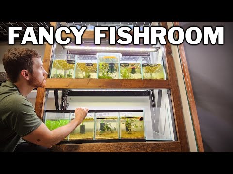 Building My Natural / Fancy Fishroom - EVERYTHING You Need To Know!