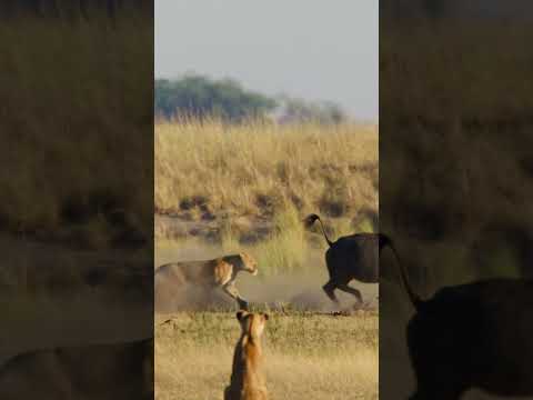 Lioness chasing buffalo #lion #lions #lionslover #lionslove #wildlion #wildlions #safari #wildlife