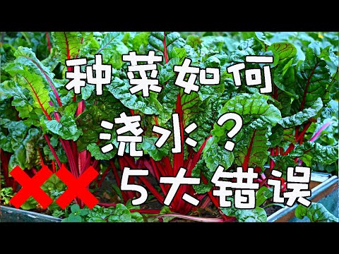 种菜浇水常见的5大错误