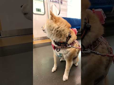 柴犬介助犬るな電車移動【介助犬と桃にゃん】 #柴犬介助犬 #介助犬るな #介助犬と桃にゃん #介助犬 #dog #doglover #cutedog #柴犬