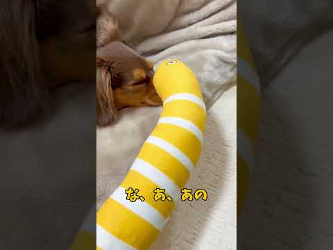 年末は暇だと感じる犬 #1230 #dog #チワックスの動画たくさんアップしてます