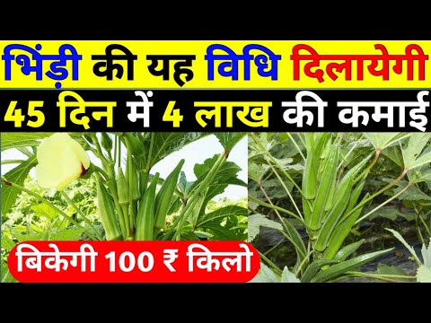 जनवरी में भिण्डी की खेती कैसें करें|Bhindi ki kheti|Okra farming|Ladyfinger farming|अगेती भिंडी खेती