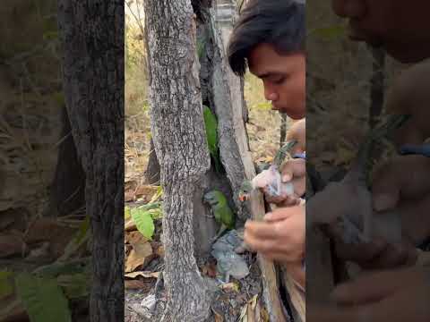 UMan tear wood to catch parrots Part 01 #parrot #nature #pets