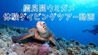 慶良間ウミガメ体験ダイビングツアー紹介動画