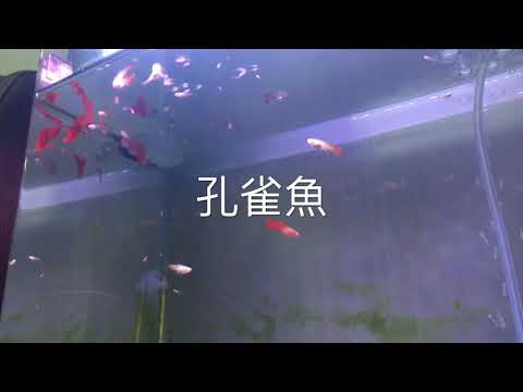 孔雀魚成長日記