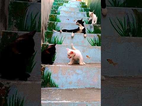 Play time of cat family #cute #funny #cutecat #viral