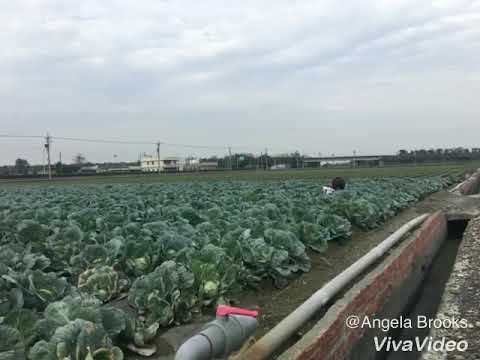 #Taiwan Cabbage