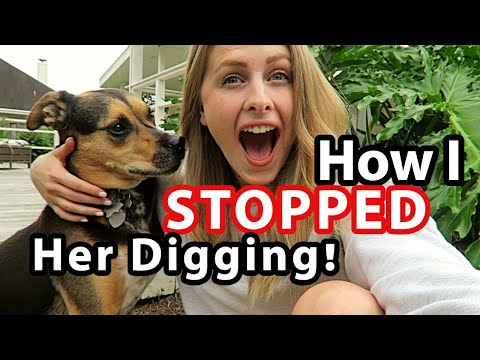 STOP Your DOG DIGGING in the Yard (GUARANTEED!)