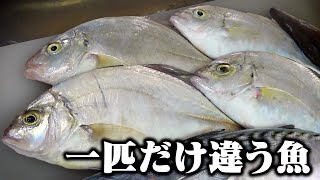 【何かが違う】マルヒラアジの中に謎のアジ？が混ざってます！