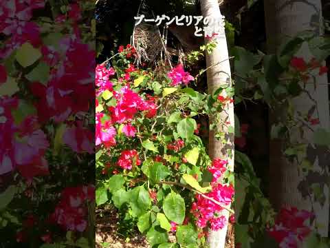 石垣島あるある♪ブーゲンビレアの花