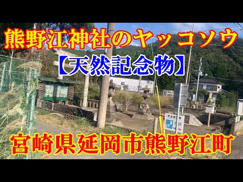 熊野江神社のヤッコソウ【天然記念物】　宮崎県延岡市熊野江町