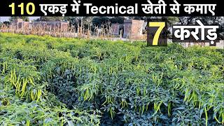 Chilli farming technique with mulching + drip irrigation in India profit  मिर्च की खेती Guava farmin