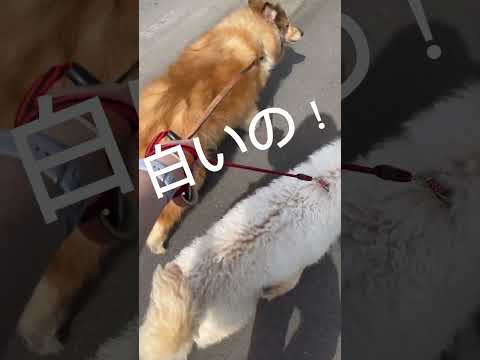 #犬#ラフコリー#ゴールデンドゥードル#散歩