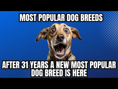 Top 10 Most Popular Dog Breeds In The World 2023 | A New Most Popular Dog Breed Is Finally Here