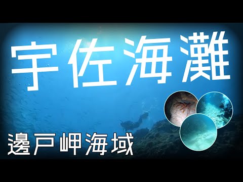 「沖繩潛水」邊戶岬海域《宇佐海灘》本島最後樂園FUN DIVE休閒潛水