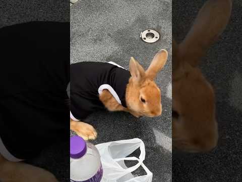 A Sweet Male Rabbit