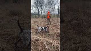 German Shorthair Pointer- The pressure is On!! Steady to Wing, Shot & Fall